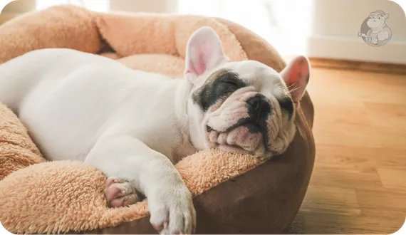 pies odpoczywający w swoim legowisku w odpowiednim rozmiarze